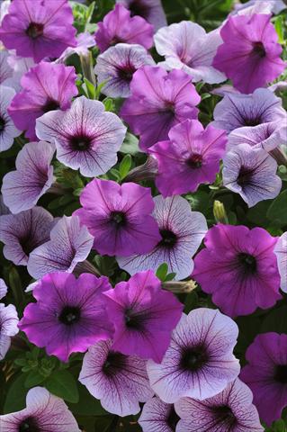 Photos von Blumenvarianten benutzt als: Beet, Topf oder Ampel Petunia x hybrida Easy Wave Plum Pudding Mix
