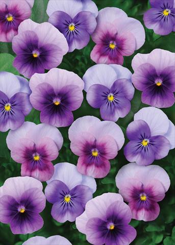 Photos von Blumenvarianten benutzt als: Topf und Beet Viola cornuta Sorbet™ Beaconberry Mix XP