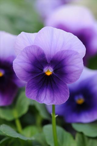 Photos von Blumenvarianten benutzt als: Topf und Beet Viola cornuta Sorbet™ Beaconsfield XP