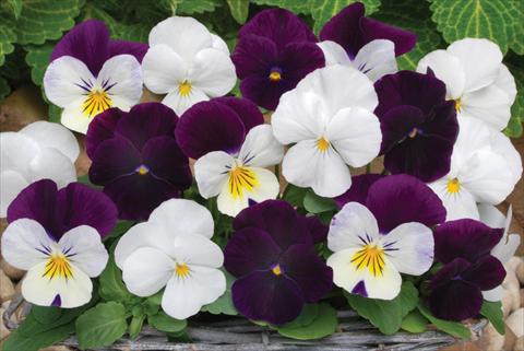 Photos von Blumenvarianten benutzt als: Topf und Beet Viola cornuta Sorbet™ Blackberry Sundae Mix XP