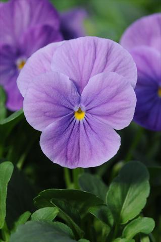 Photos von Blumenvarianten benutzt als: Topf und Beet Viola cornuta Sorbet™ Lavender Vein XP