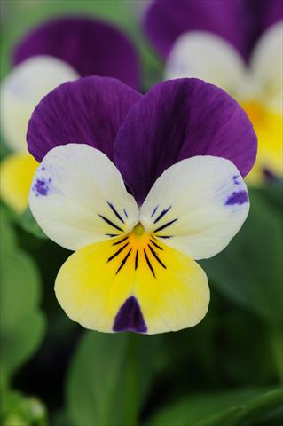 Photos von Blumenvarianten benutzt als: Topf und Beet Viola cornuta Sorbet™ Lemon Royal XP