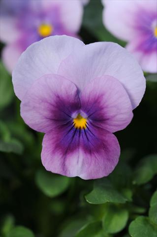 Photos von Blumenvarianten benutzt als: Topf und Beet Viola cornuta Sorbet™ Orchid Rose Beacon XP