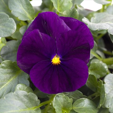 Photos von Blumenvarianten benutzt als: Topf und Beet Viola cornuta Sorbet™ Purple XP