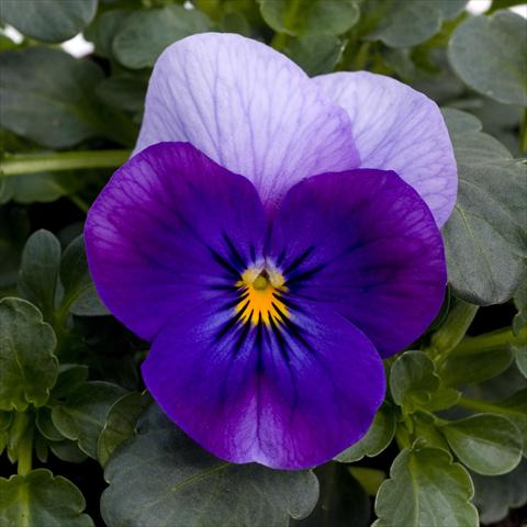 Photos von Blumenvarianten benutzt als: Topf und Beet Viola cornuta Sorbet™ Violet Beacon XP