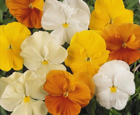 Photos von Blumenvarianten benutzt als: Topf und Beet Viola wittrockiana Matrix Daffodil Mix