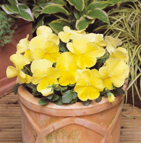 Photos von Blumenvarianten benutzt als: Topf und Beet Viola wittrockiana Matrix Lemon