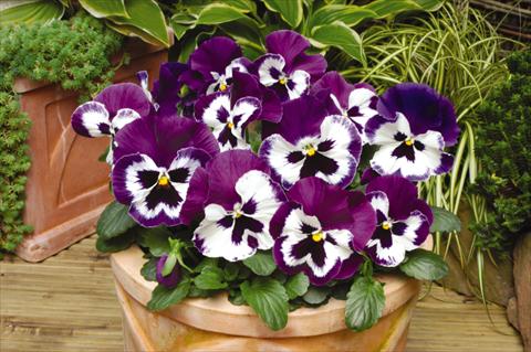 Photos von Blumenvarianten benutzt als: Topf und Beet Viola wittrockiana Matrix Purple & White