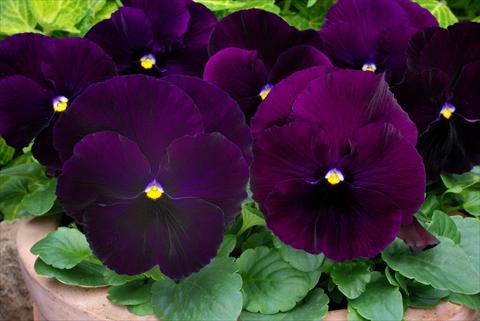 Photos von Blumenvarianten benutzt als: Topf und Beet Viola wittrockiana Matrix Purple