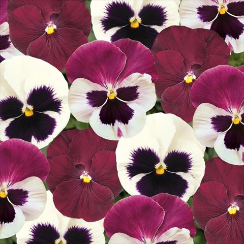 Photos von Blumenvarianten benutzt als: Topf und Beet Viola wittrockiana Matrix Raspberry Sundae Mix