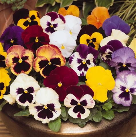 Photos von Blumenvarianten benutzt als: Topf und Beet Viola wittrockiana Matrix Select Mix