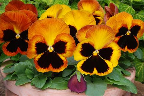 Photos von Blumenvarianten benutzt als: Topf und Beet Viola wittrockiana Matrix Sunset
