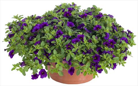Photos von Blumenvarianten benutzt als: Topf und Beet Calibrachoa Lindura® Indigo