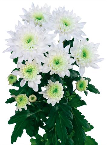 Photos von Blumenvarianten benutzt als: Schnittblume Chrysanthemum Arctic Queen