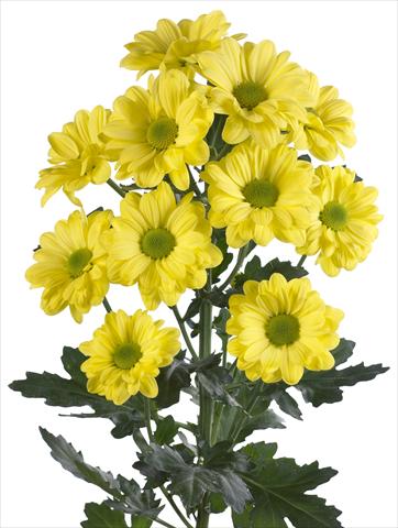 Photos von Blumenvarianten benutzt als: Schnittblume Chrysanthemum Bacardi Yellow