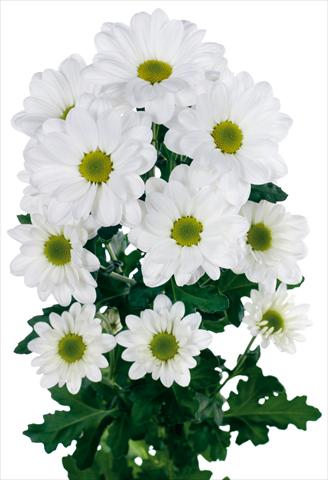 Photos von Blumenvarianten benutzt als: Schnittblume Chrysanthemum Bacardi