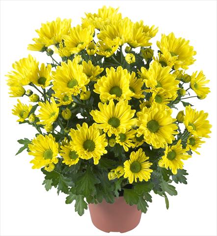 Photos von Blumenvarianten benutzt als: Topf und Beet Chrysanthemum Breeze Yellow