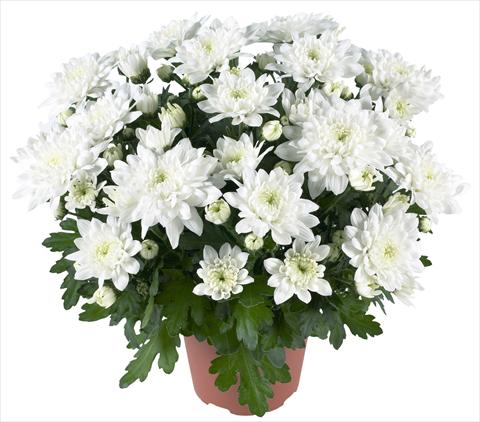 Photos von Blumenvarianten benutzt als: Topf und Beet Chrysanthemum Chrystal White