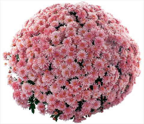 Photos von Blumenvarianten benutzt als: Topf und Beet Chrysanthemum multiflora Pamplona Jogger