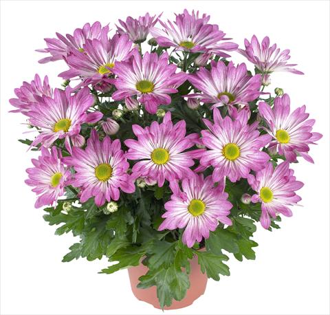 Photos von Blumenvarianten benutzt als: Topf und Beet Chrysanthemum Rainbow Rosy