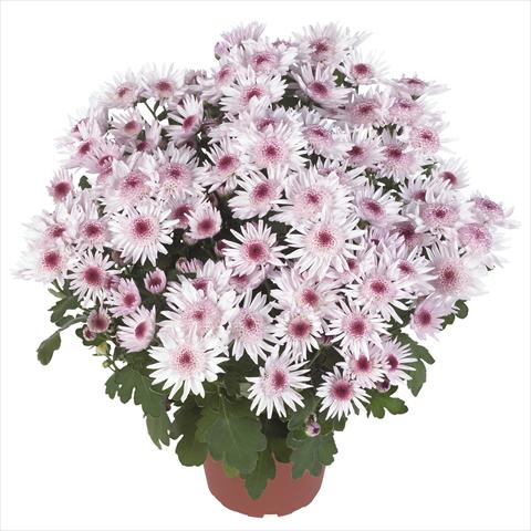 Photos von Blumenvarianten benutzt als: Topf und Beet Chrysanthemum Splash Sweet