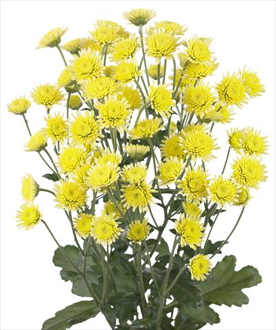 Photos von Blumenvarianten benutzt als: Schnittblume Chrysanthemum Stallion Yellow