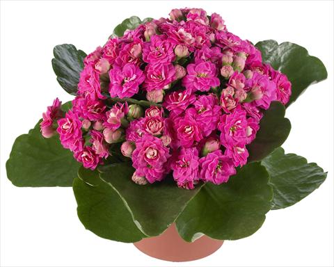 Photos von Blumenvarianten benutzt als: Topf und Beet Kalanchoe Calandiva® Foster