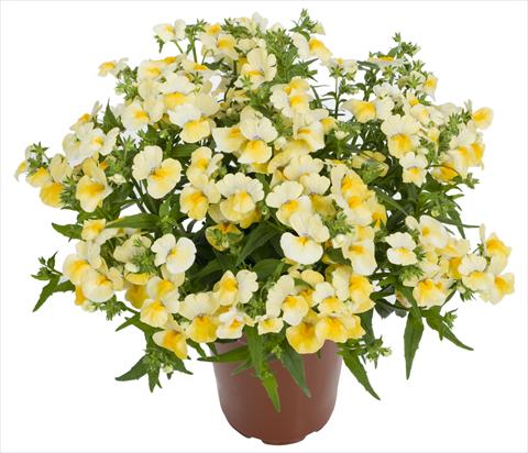Photos von Blumenvarianten benutzt als: Beet, Topf oder Ampel Nemesia Angelart® Pineapple