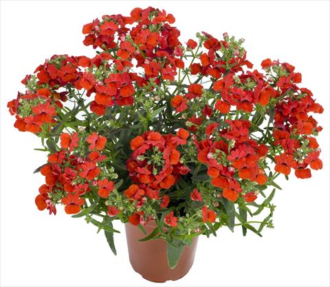 Photos von Blumenvarianten benutzt als: Beet, Topf oder Ampel Nemesia Angelart® Strawberry