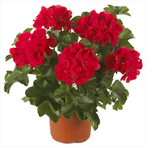 Photos von Blumenvarianten benutzt als: Topf, Terrasse, Ampel. Pelargonium peltatum Dancing Idols® Scarlet
