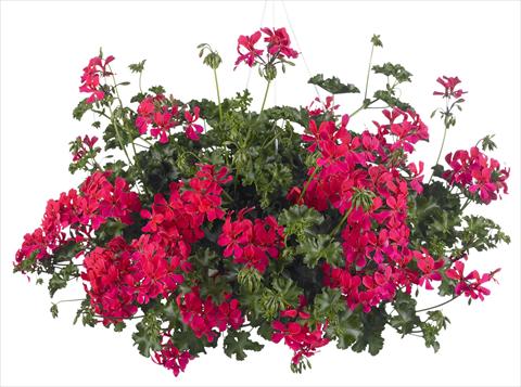 Photos von Blumenvarianten benutzt als: Topf, Terrasse, Ampel. Pelargonium peltatum Grand Idols® Neon
