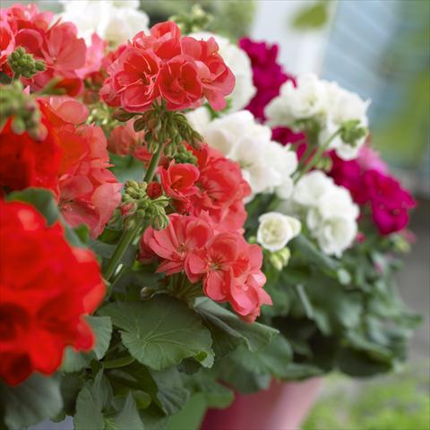 Photos von Blumenvarianten benutzt als: Terrasse, Topf Pelargonium zonale Master Idols® Mix