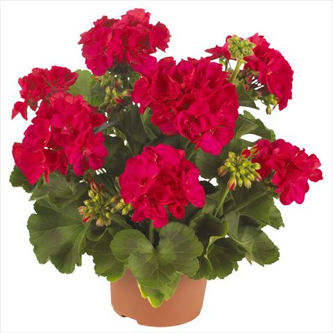 Photos von Blumenvarianten benutzt als: Terrasse, Topf Pelargonium zonale Summer Idols® Cerise