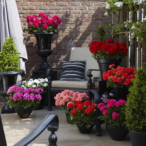 Photos von Blumenvarianten benutzt als: Terrasse, Topf Pelargonium zonale Summer Idols® Mix