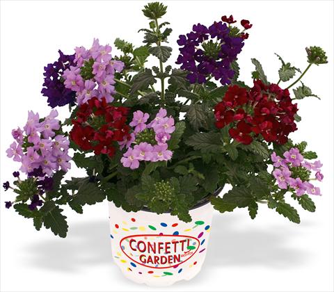 Photos von Blumenvarianten benutzt als: Topf, Terrasse, Ampel. 3 Combo RED FOX Confetti Garden Empress Royal Flush