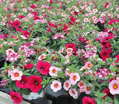 Photos von Blumenvarianten benutzt als: Topf, Terrasse, Ampel. 3 Combo RED FOX Confetti Garden Hot Pink Jazz