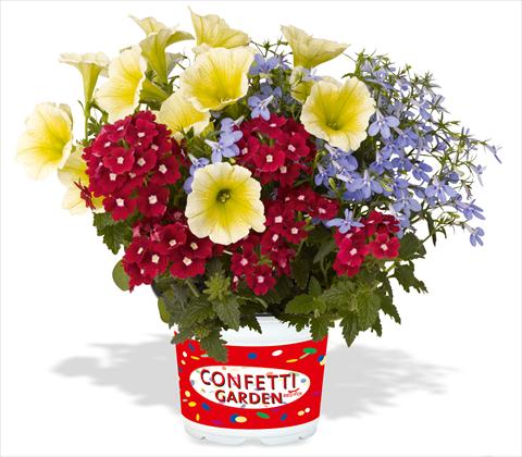 Photos von Blumenvarianten benutzt als: Topf, Terrasse, Ampel. 3 Combo RED FOX Confetti Garden Water Colours