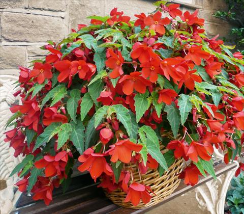 Photos von Blumenvarianten benutzt als: Topf, Terrasse, Ampel. Begonia Carmina Red