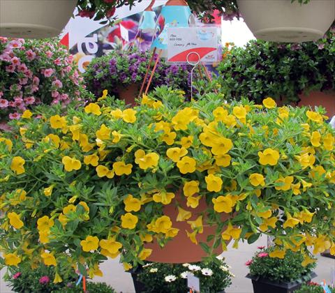 Photos von Blumenvarianten benutzt als: Topf, Terrasse, Ampel. Calibrachoa RED FOX Aloha® Canary Yellow