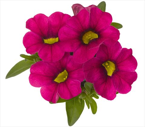Photos von Blumenvarianten benutzt als: Topf, Terrasse, Ampel. Calibrachoa RED FOX Aloha® Neon