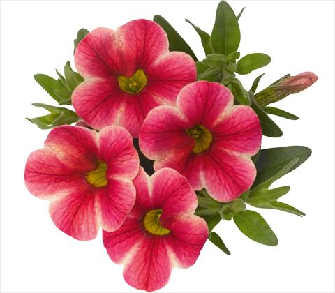 Photos von Blumenvarianten benutzt als: Topf, Terrasse, Ampel. Calibrachoa RED FOX Aloha® Pink Volcano