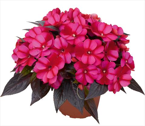 Photos von Blumenvarianten benutzt als: Topf und Beet Impatiens N. Guinea RED FOX Petticoat Bluestar