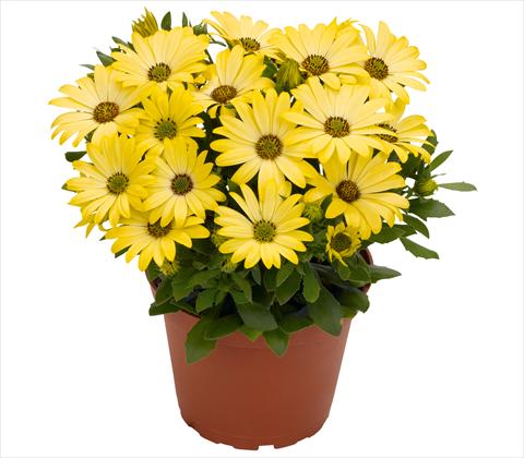 Photos von Blumenvarianten benutzt als: Topf und Beet Osteospermum RED FOX Summertime® Yellow
