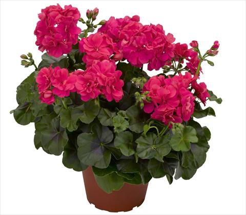 Photos von Blumenvarianten benutzt als: Topf, Terrasse, Ampel. Pelargonium peltatum RED FOX Pacific Hot Pink