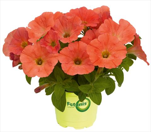 Photos von Blumenvarianten benutzt als: Topf, Terrasse, Ampel. Petunia RED FOX Potunia® Plus Papaya