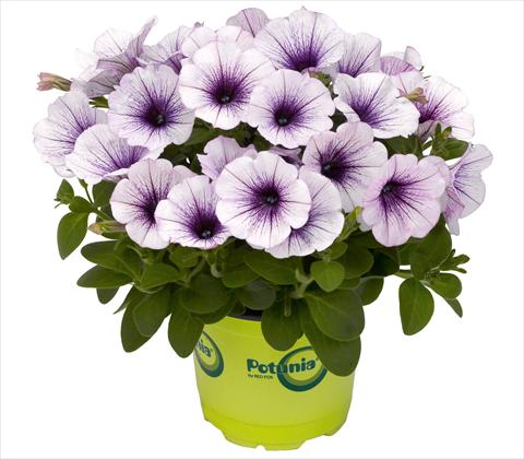 Photos von Blumenvarianten benutzt als: Topf, Terrasse, Ampel. Petunia RED FOX Potunia® Piccola Blue Ice