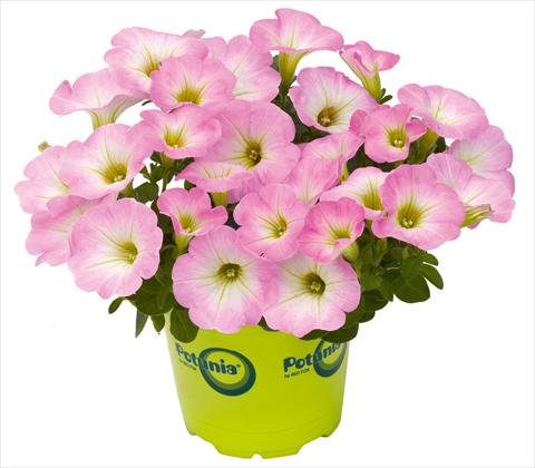 Photos von Blumenvarianten benutzt als: Topf, Terrasse, Ampel. Petunia RED FOX Potunia® Piccola Pink