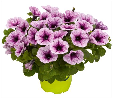 Photos von Blumenvarianten benutzt als: Topf, Terrasse, Ampel. Petunia x hybrida RED FOX Potunia® Piccola Purple Ice