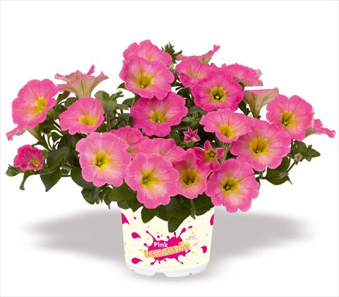 Photos von Blumenvarianten benutzt als: Topf, Terrasse, Ampel. Petunia x hybrida RED FOX Surprise Pink Lemonade