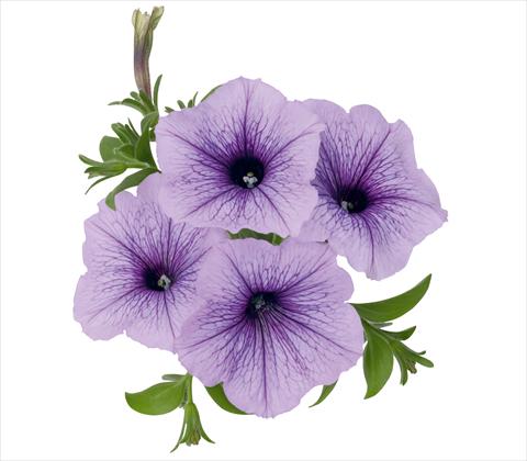 Photos von Blumenvarianten benutzt als: Topf, Terrasse, Ampel. Petunia x hybrida RED FOX Sweetunia® Blueberry Ice